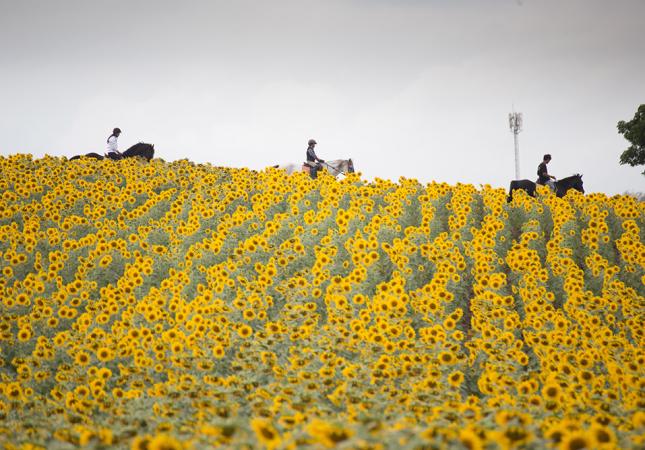 Tre persone a cavallo attraversano un campo di girasoli in fiore.