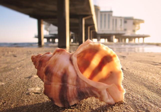 Conchiglia sulla spiaggia con un molo sullo sfondo al tramonto.